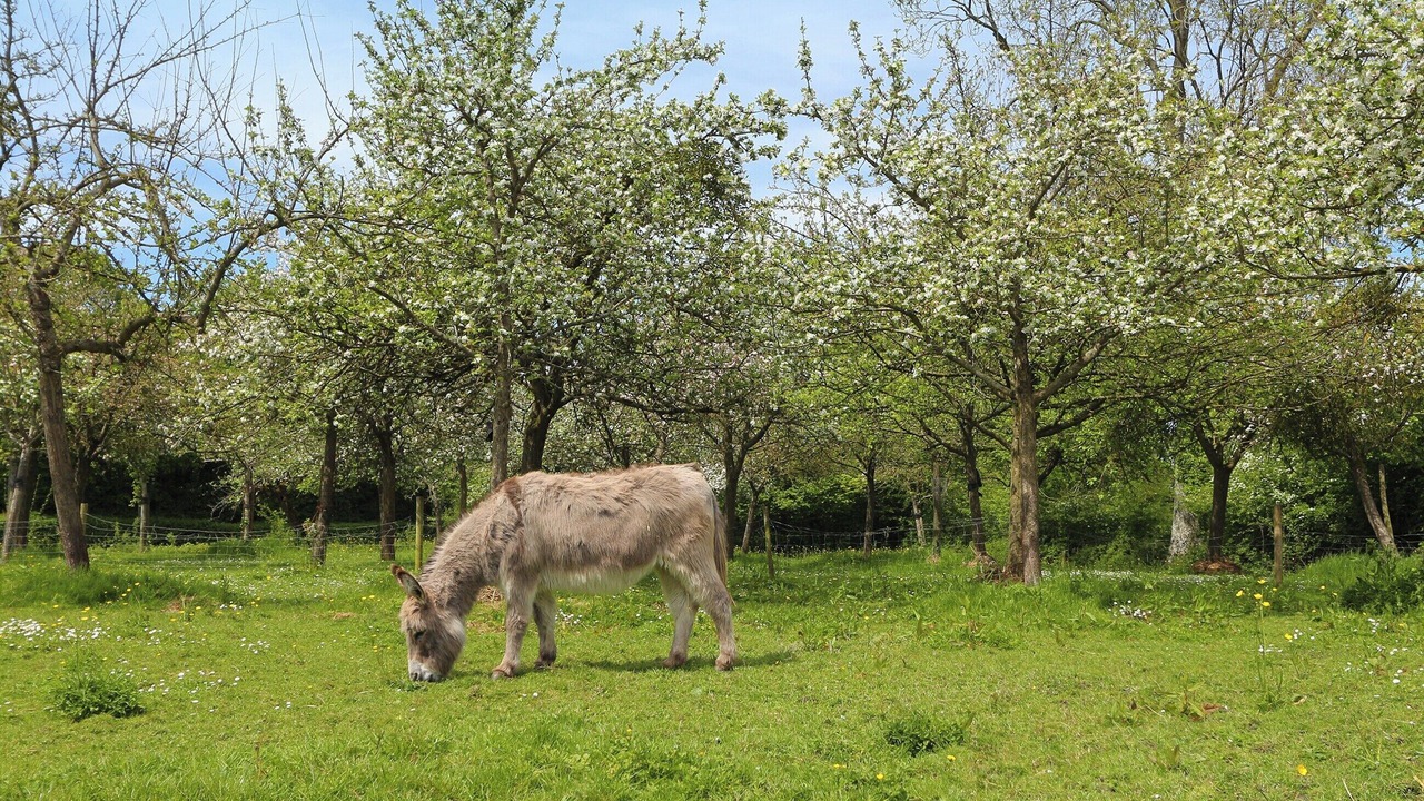 Photo of Others in East Pennard