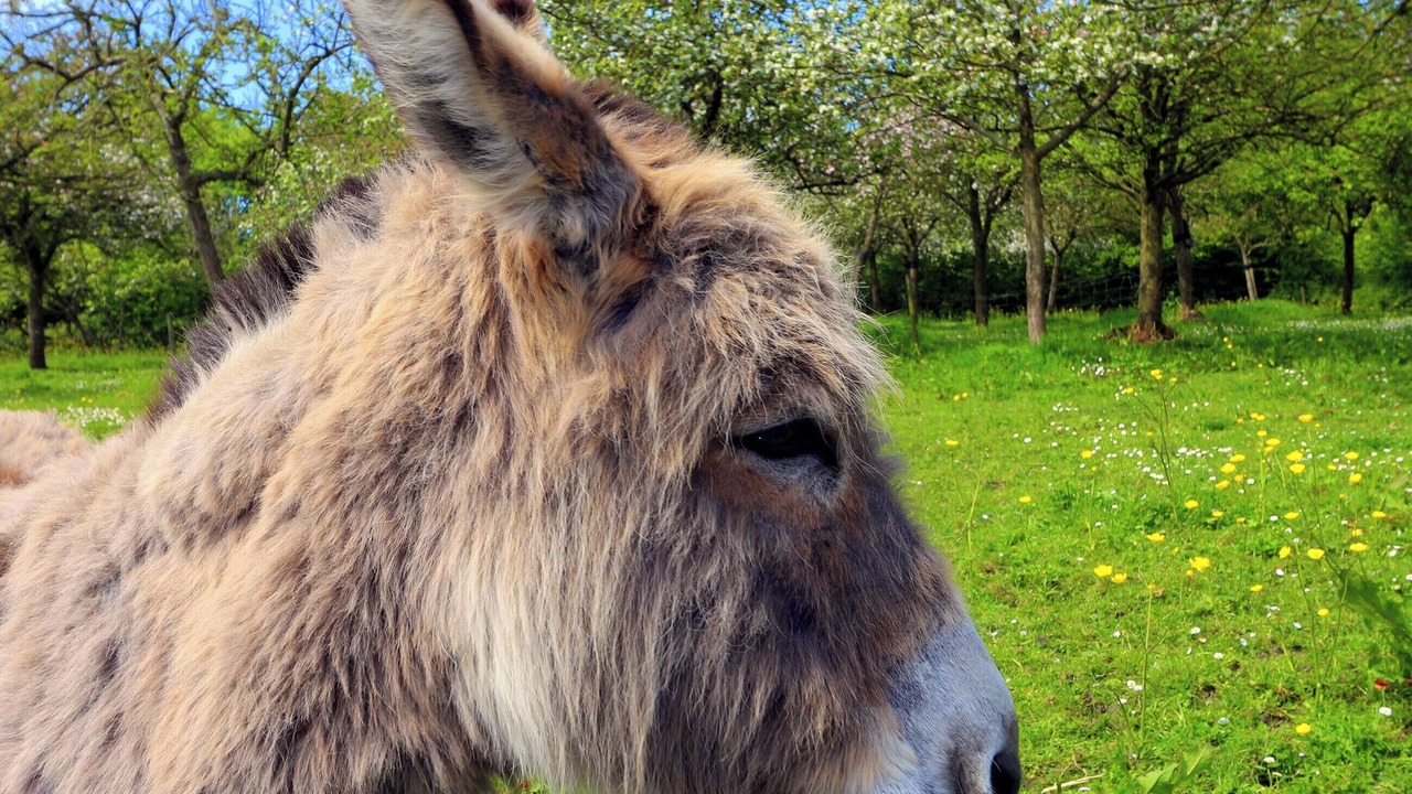 Photo of Outdoor in East Pennard