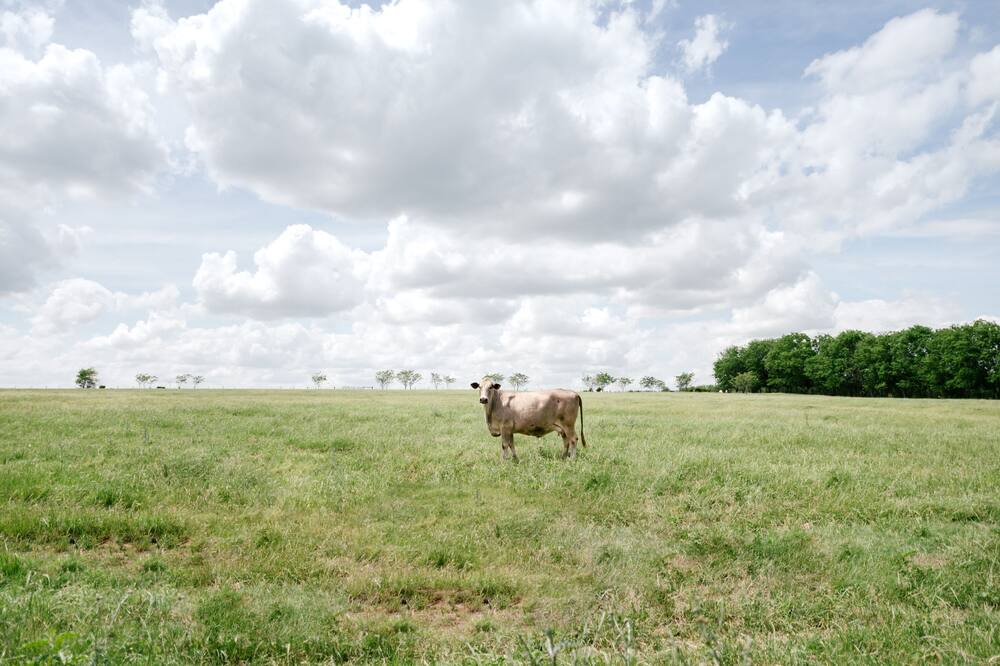 Photo of Outdoor in Carmine