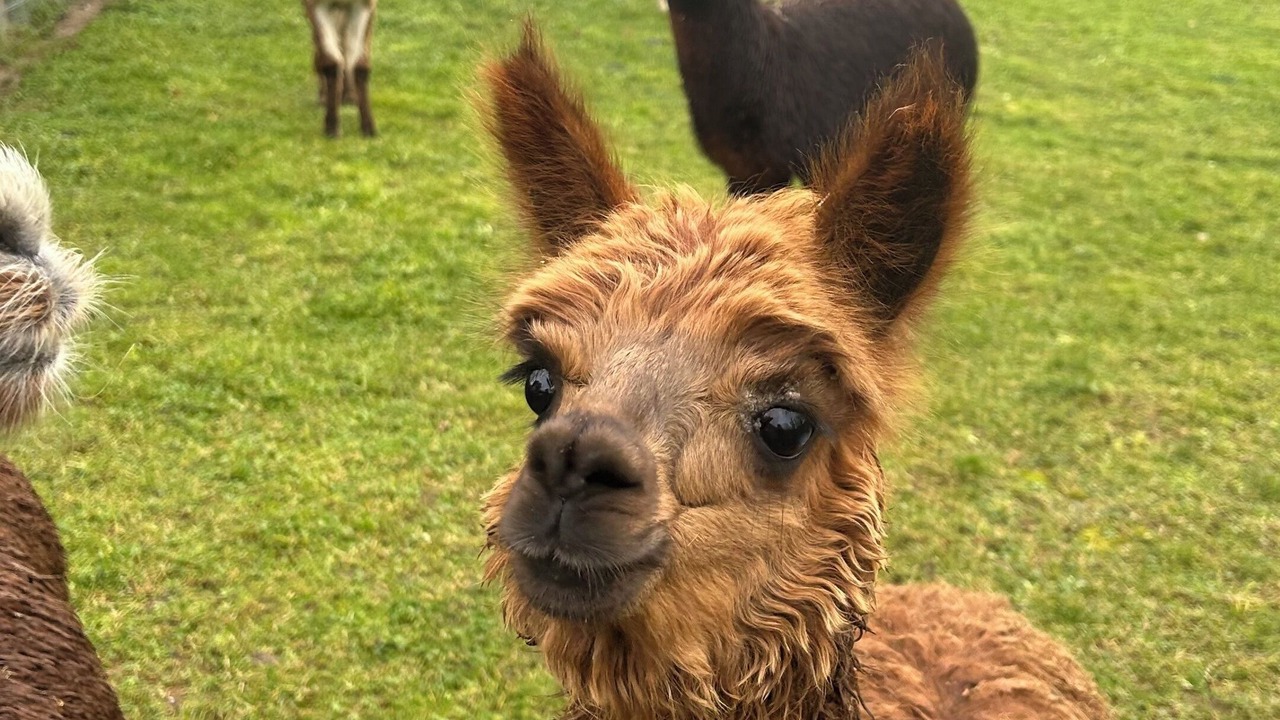 Photo of Others in Ayzac-Ost