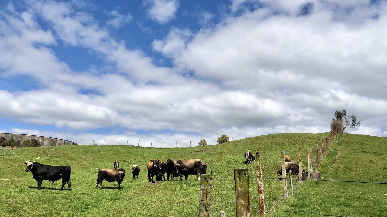 Photo of Outdoor in Rotorua