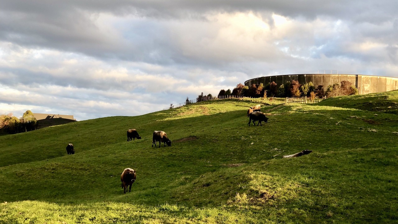 Photo of Others in Rotorua