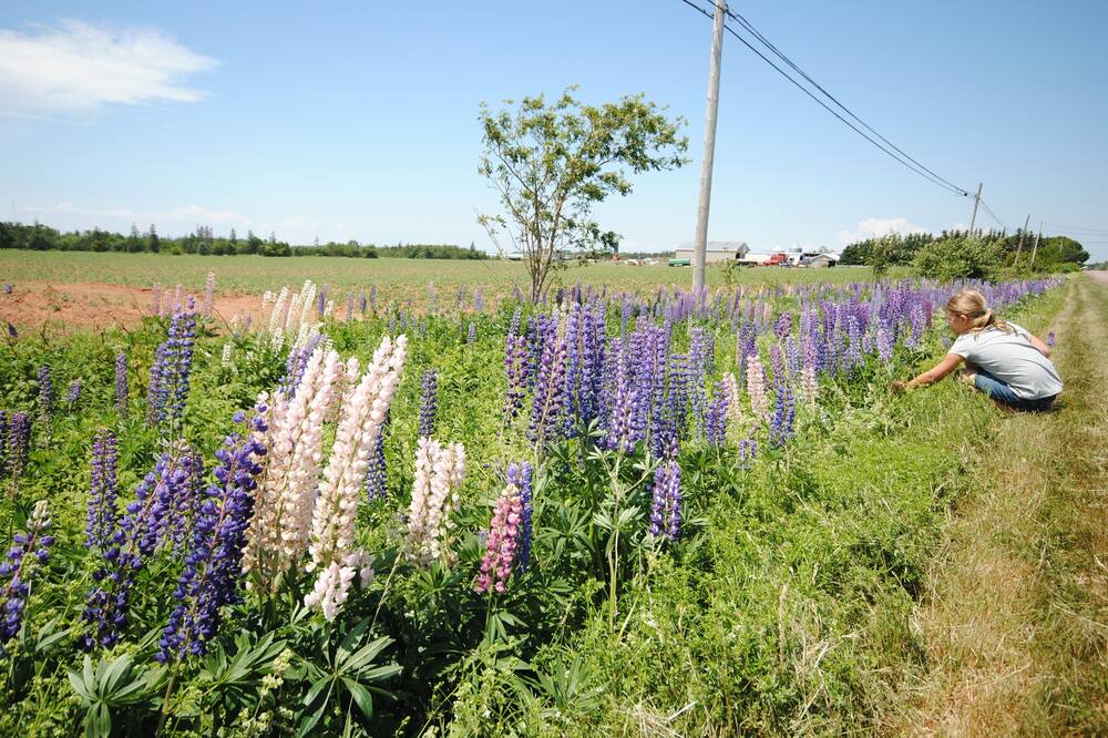 Photo of Outdoor in Borden-Carleton