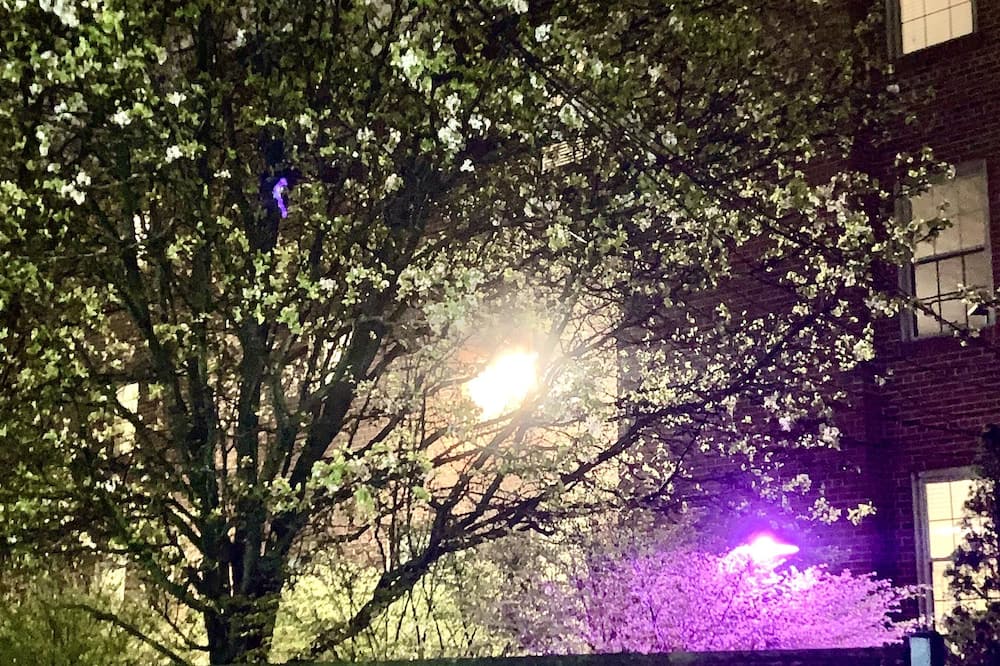 Photo of Others in Lindenwood Park
