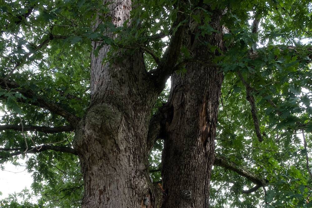 Photo of Outdoor in Stanley