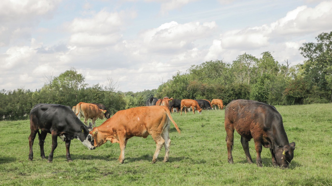 Photo of Others in South Leigh