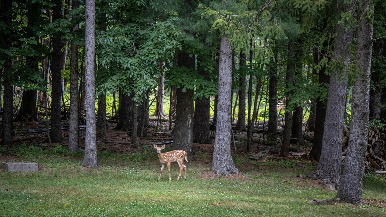 Photo of Outdoor in Pittsford