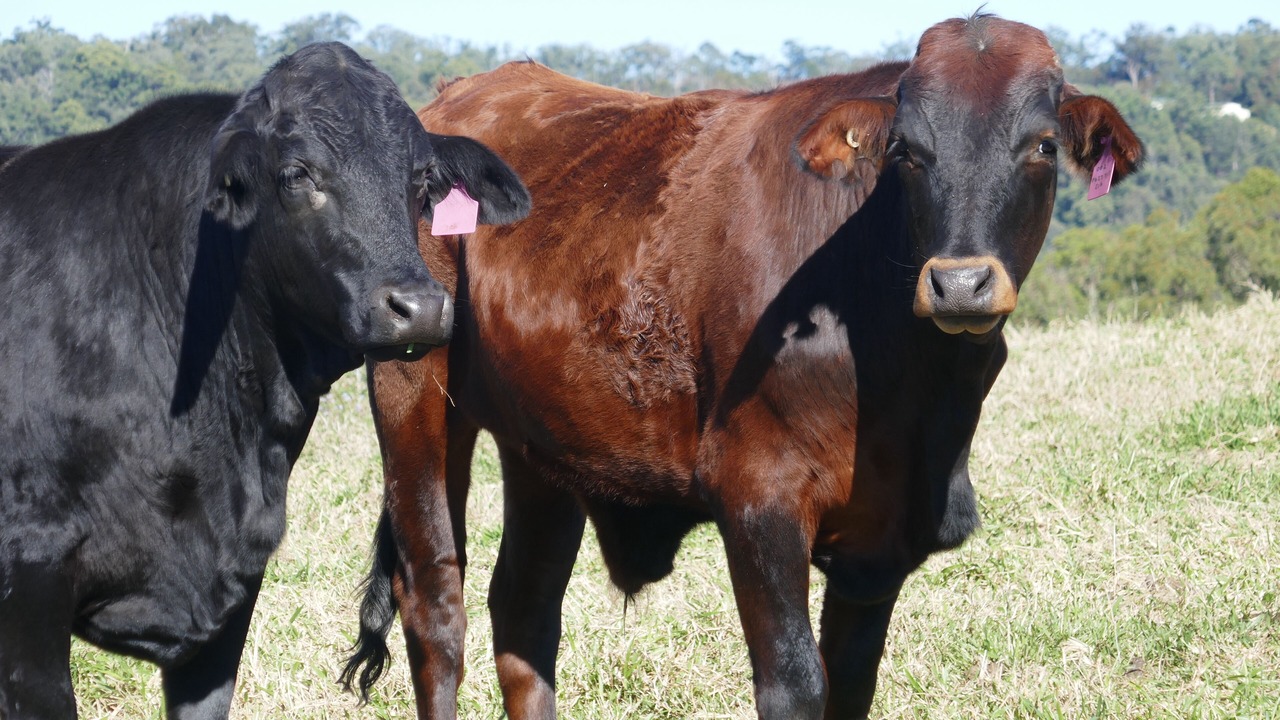 Photo of Outdoor in Beerwah