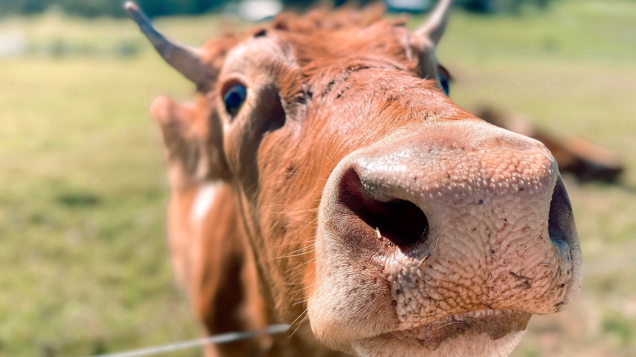 Photo of Outdoor in Beerwah