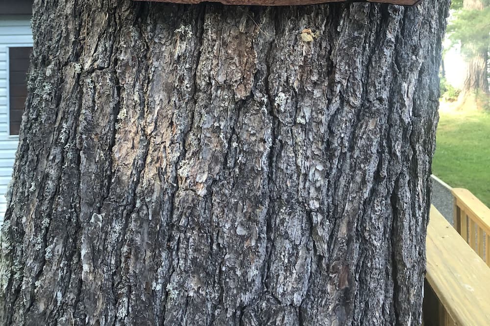 Photo of Outdoor in Eddington