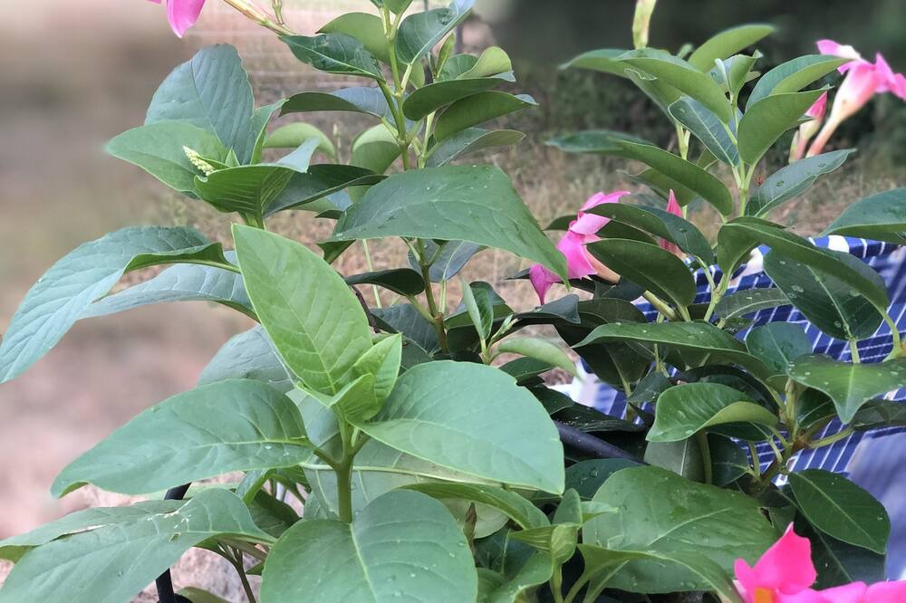 Photo of Outdoor in Oak Hill