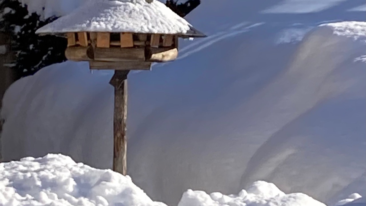 Photo of Others in Wengen