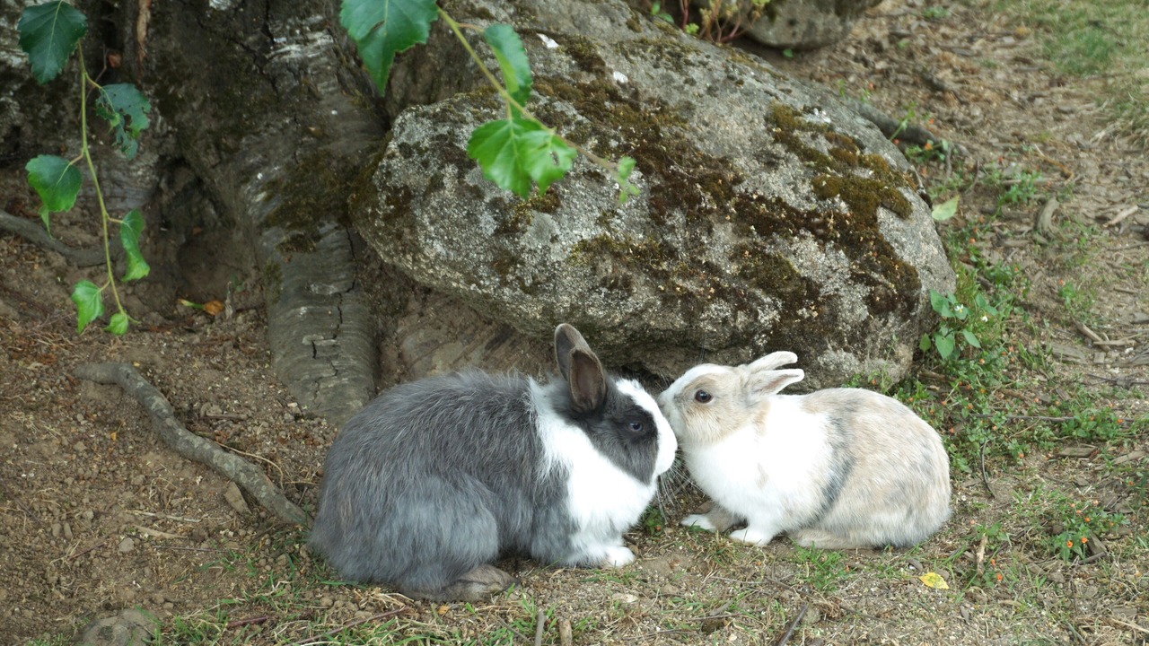 Photo of Outdoor in Guingamp