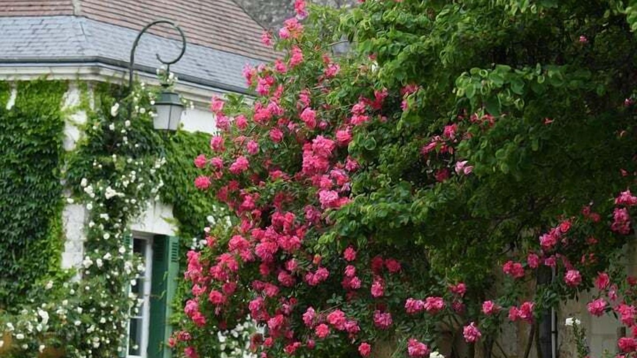 Photo of Outdoor in Chedigny