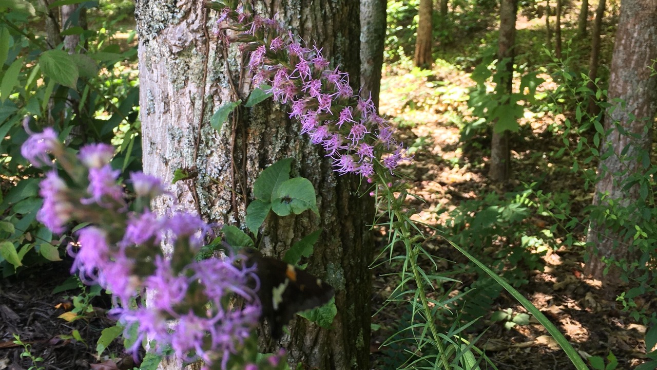 Photo of Outdoor in Blairsville