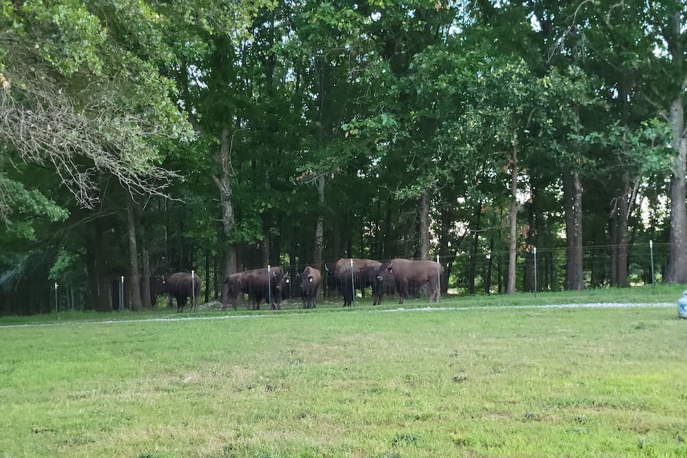 Photo of Outdoor in Squires
