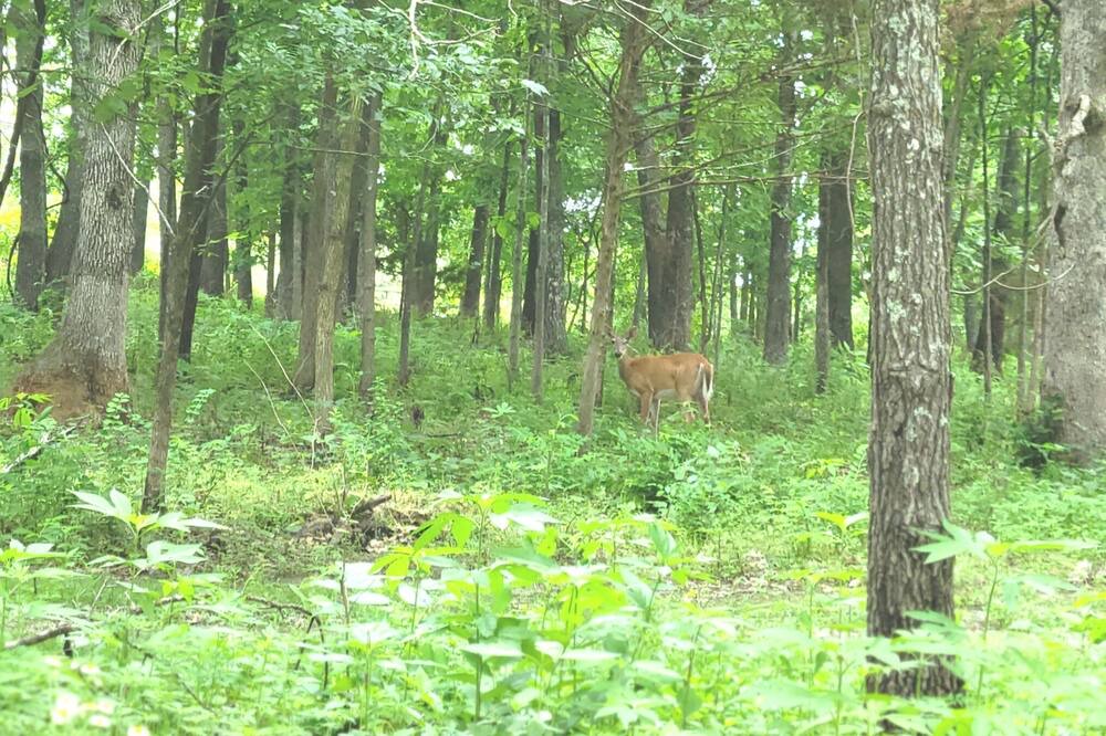 Photo of Outdoor in Squires