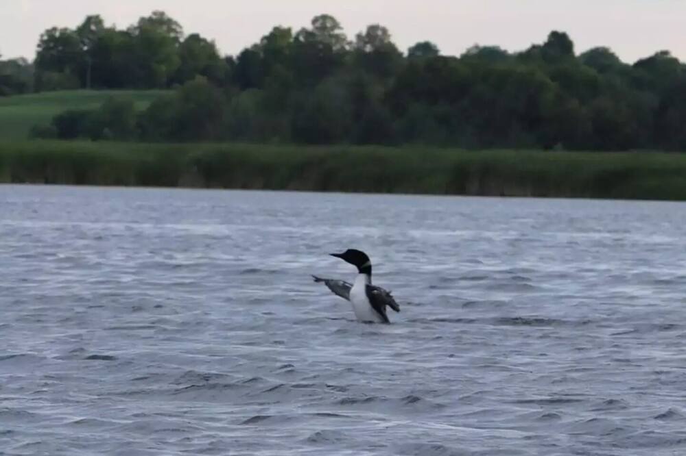 Photo of Others in Bobcaygeon