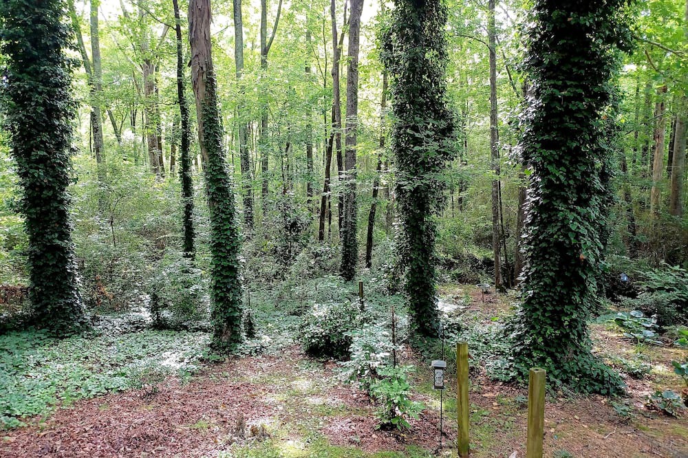 Photo of Outdoor in Felton