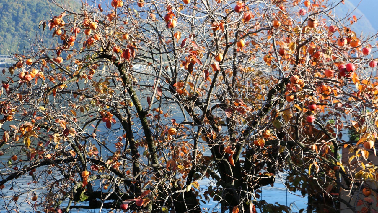 Photo of Outdoor in Melide