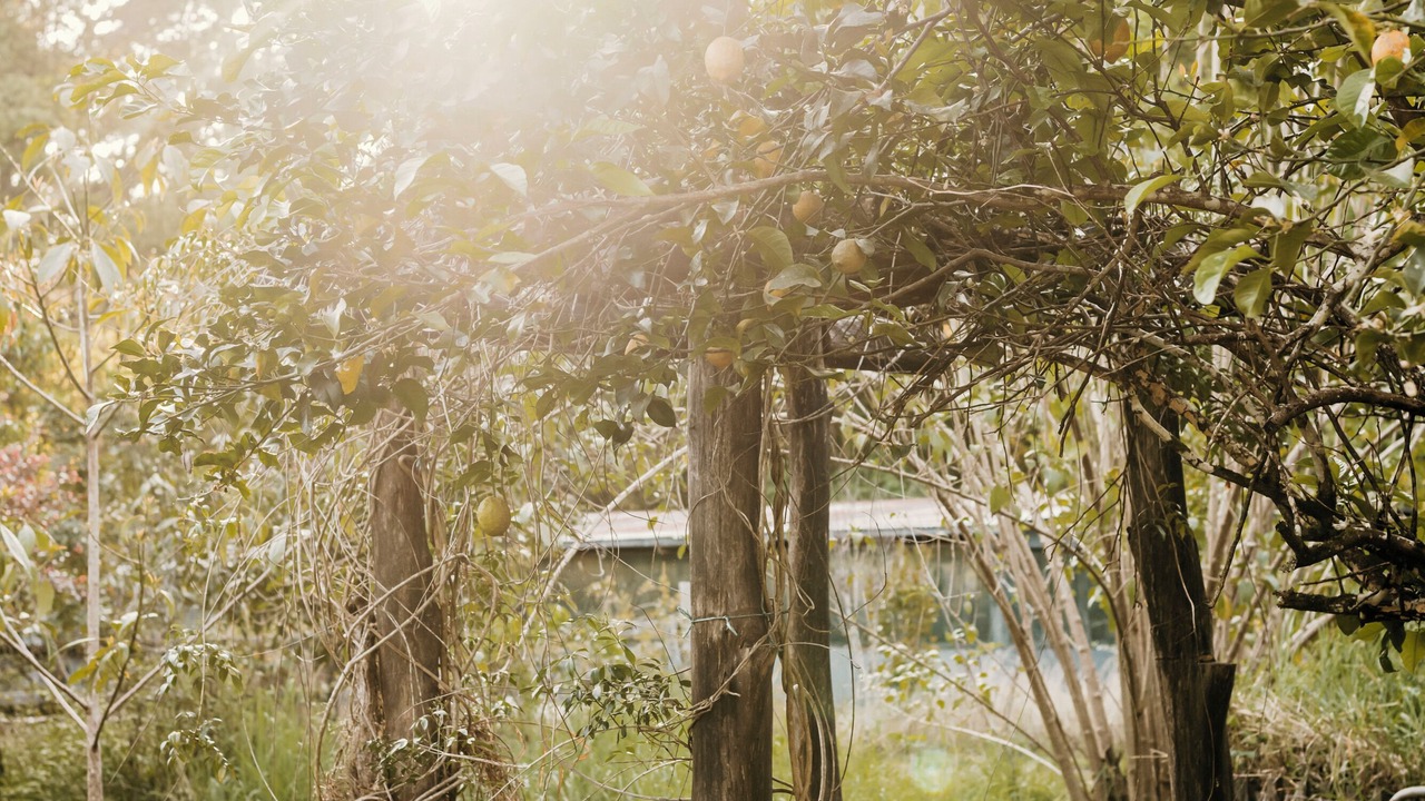 Photo of Outdoor in Nimbin