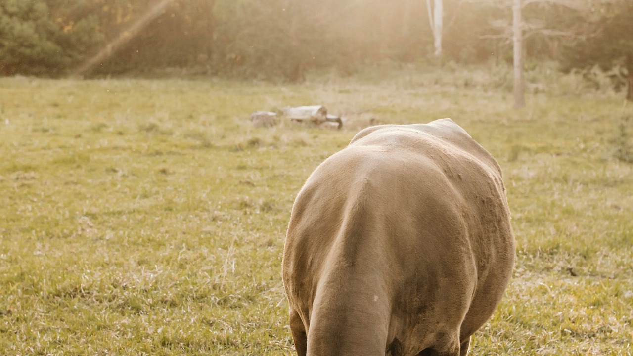 Photo of Outdoor in Nimbin