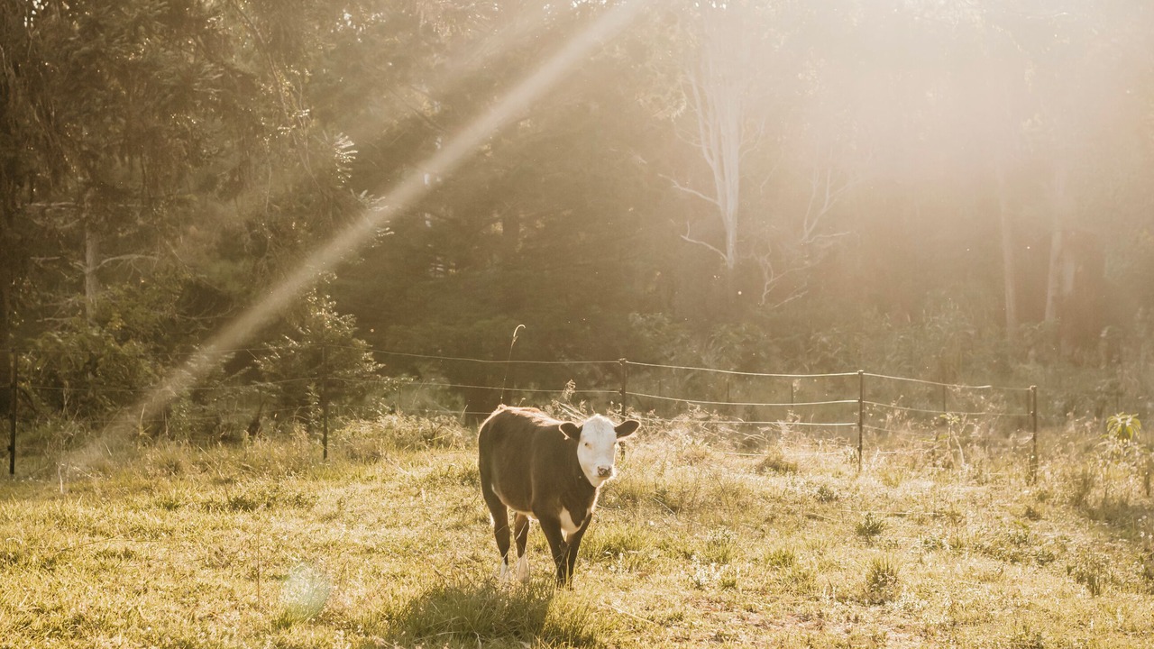 Photo of Others in Nimbin