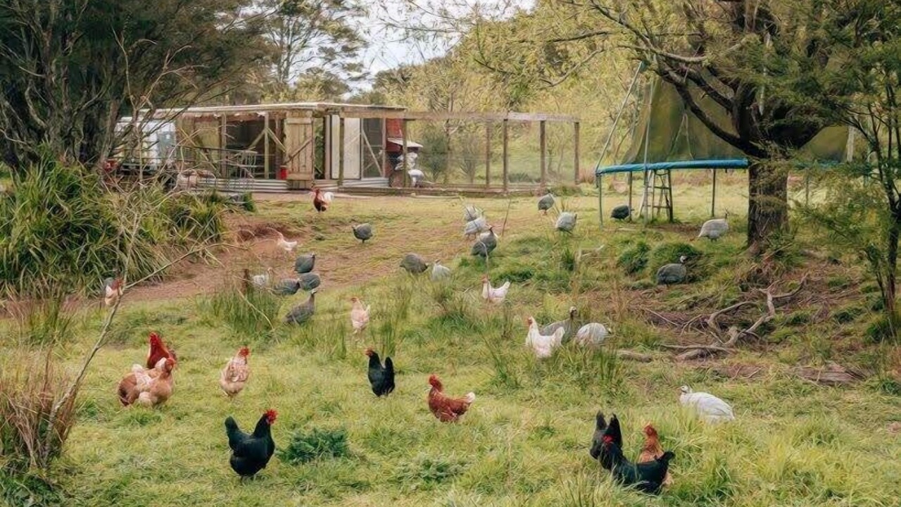 Photo of Others in Waerenga