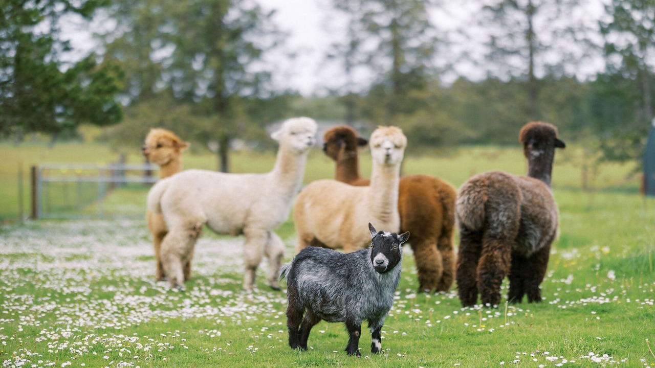 Photo of Others in Friday Harbor