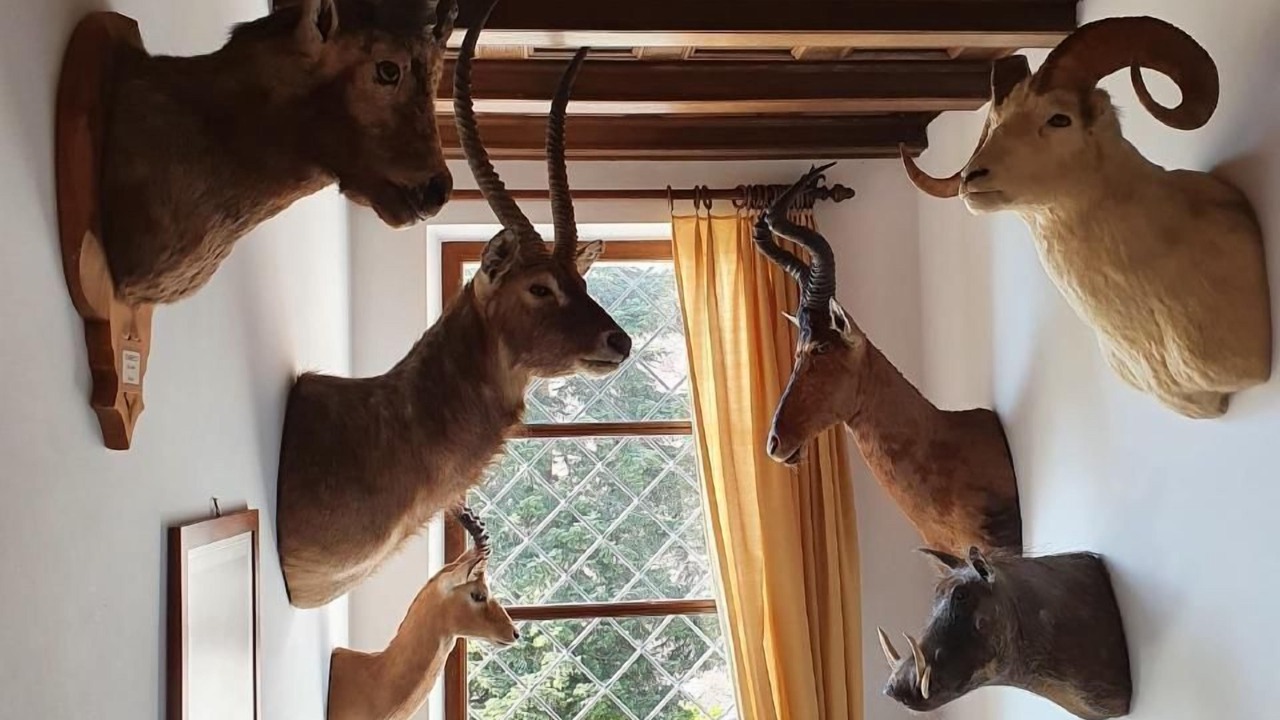 Photo of Others in Orselina