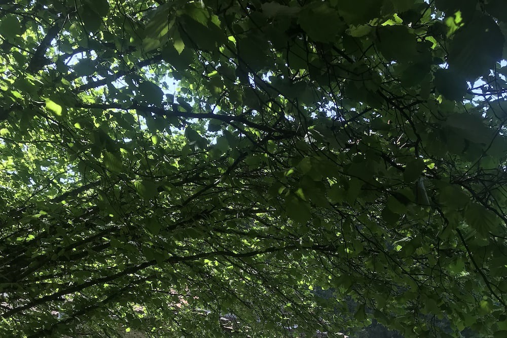 Photo of Others in Saint-Gervais-sous-Meymont