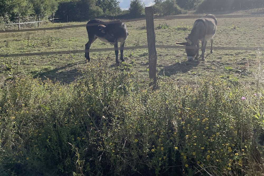 Photo of Outdoor in Livarot-Pays-d'Auge