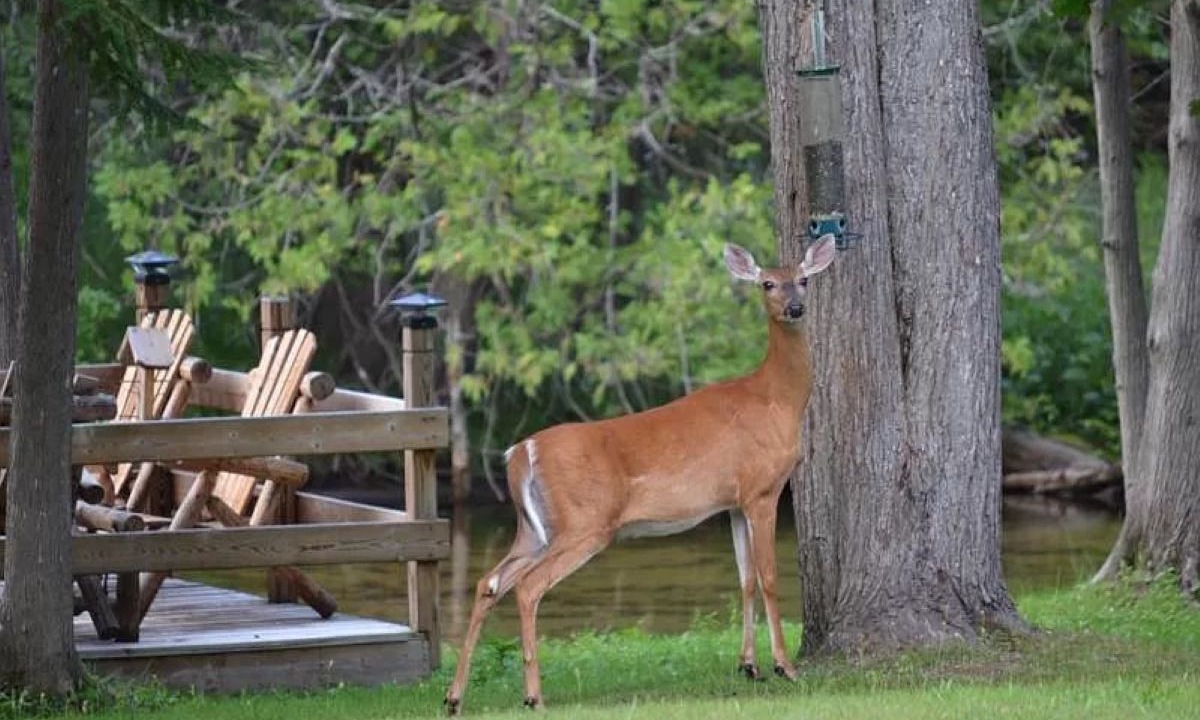 Photo of Outdoor in Briley