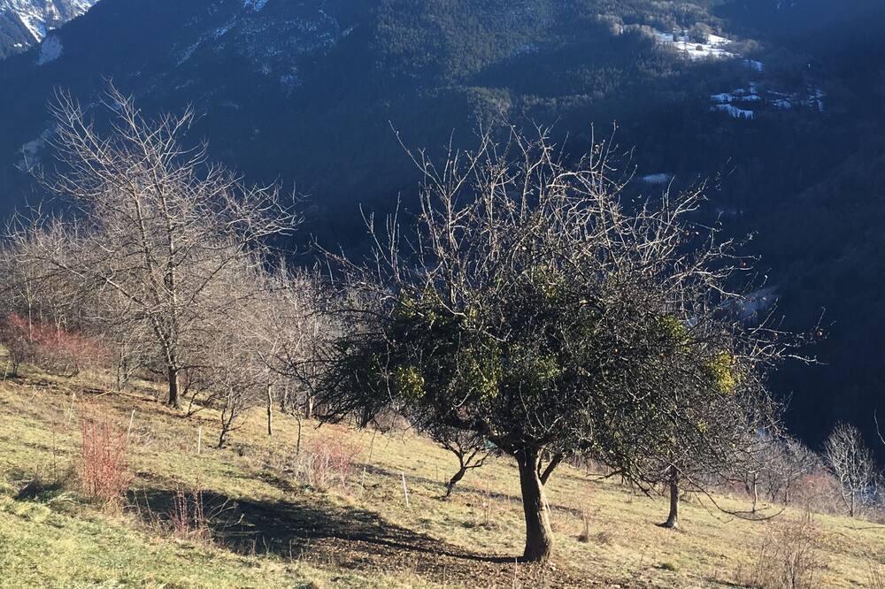 Photo of Others in Bozel