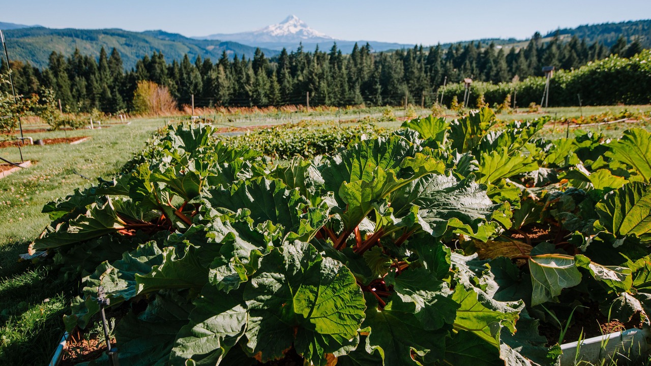 Photo of Outdoor in Hood River