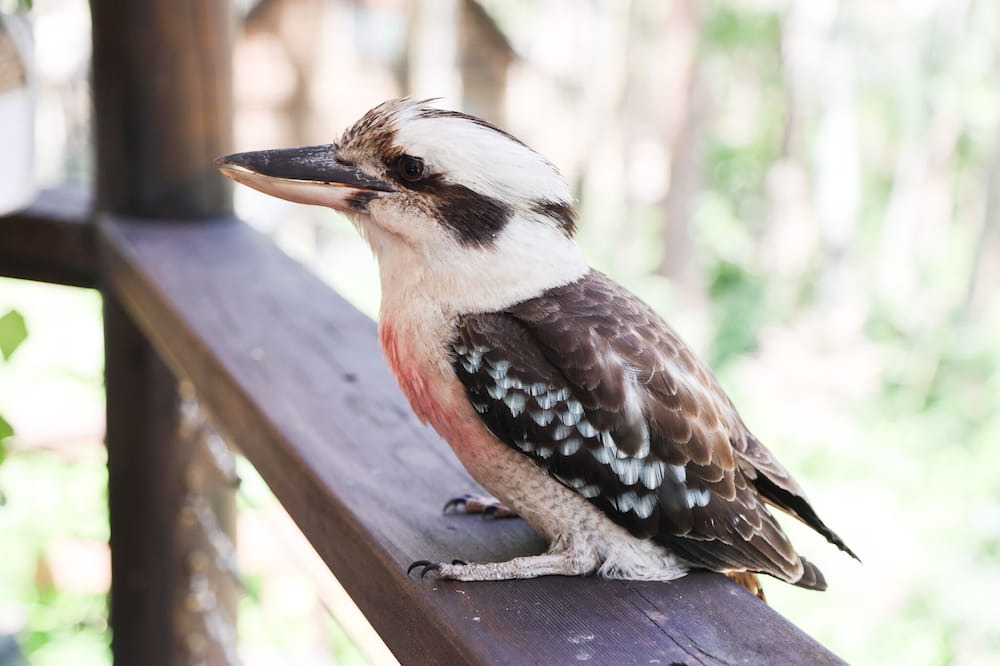 Photo of Others in Smiths Lake