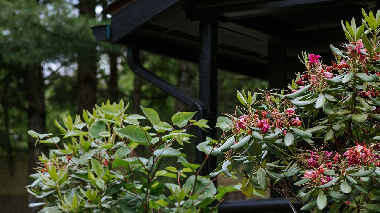 Photo of Outdoor in Mount Tremper