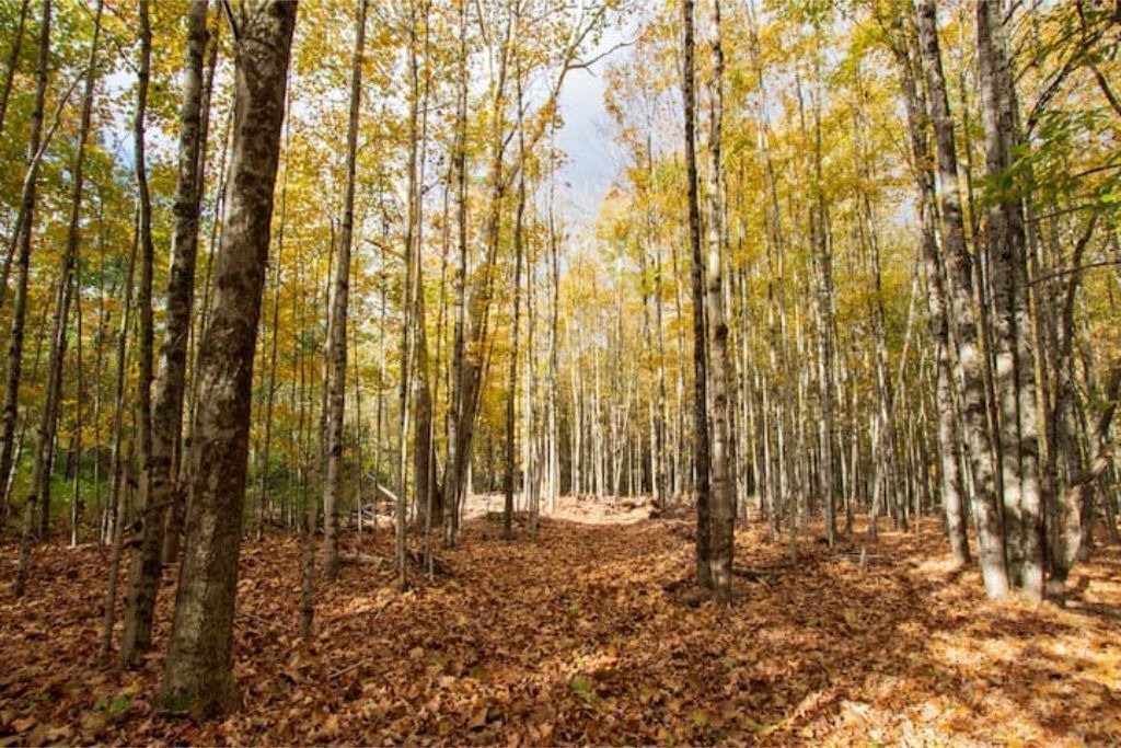 Photo of Outdoor in Arkville