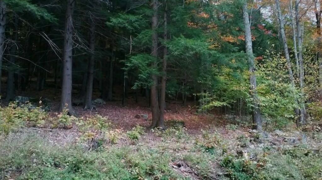 Photo of Outdoor in Arkville