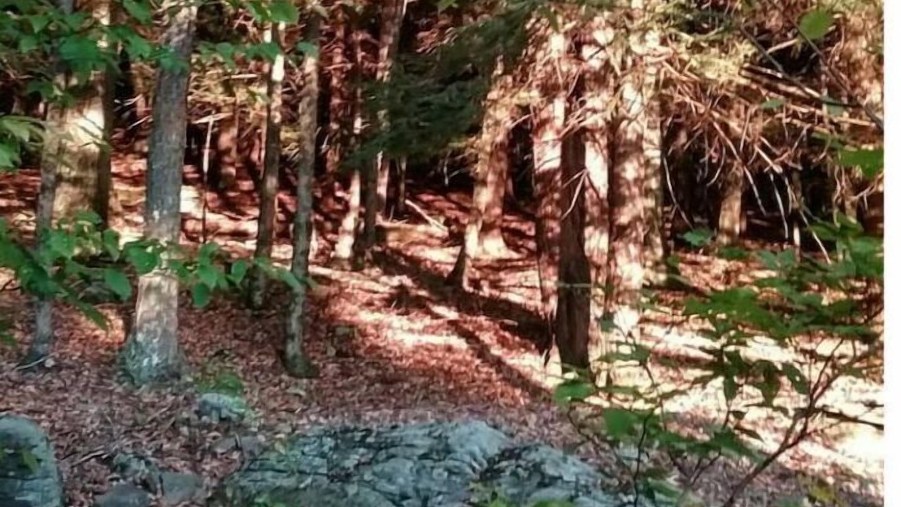 Photo of Outdoor in Arkville