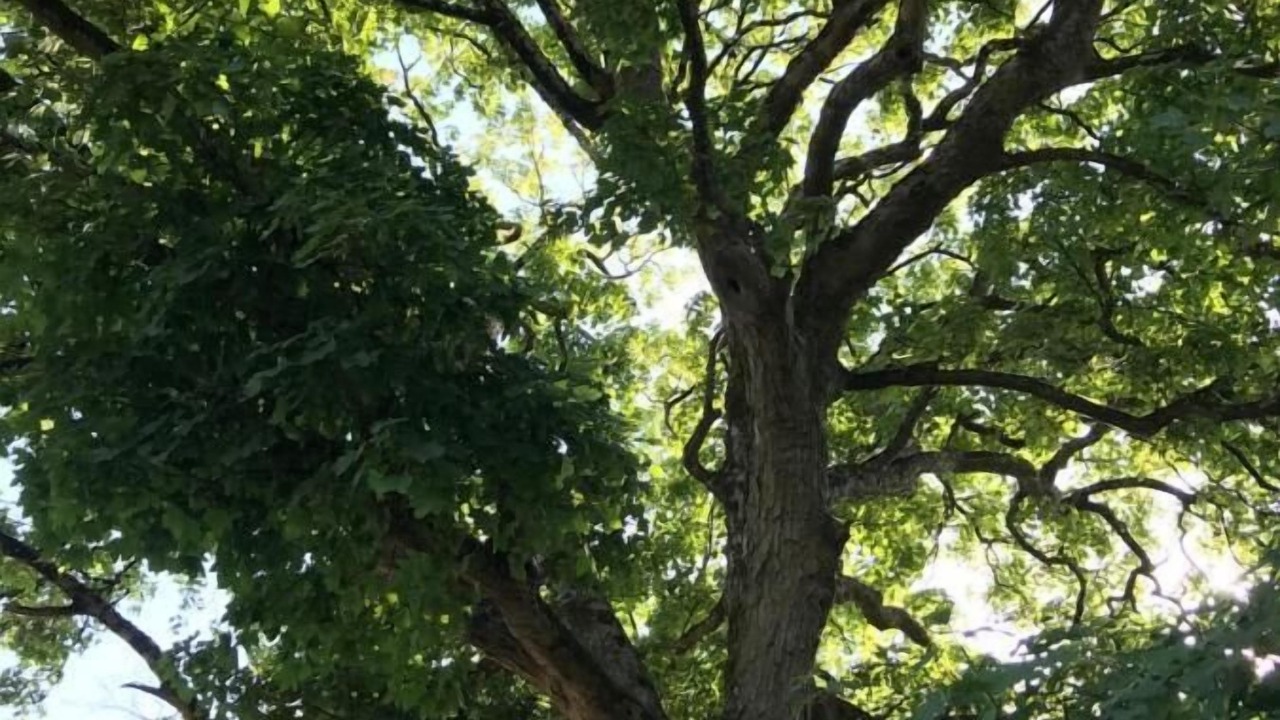 Photo of Outdoor in Leigh upon Mendip