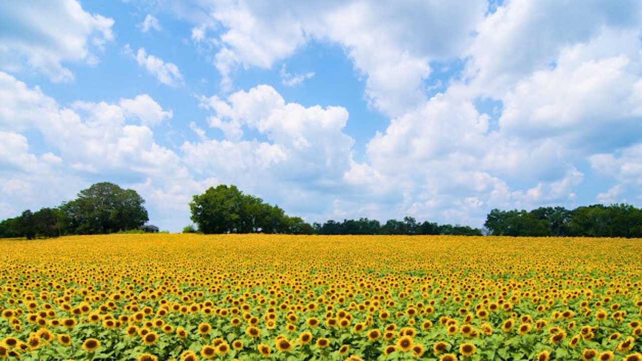 Photo of Others in Collegedale