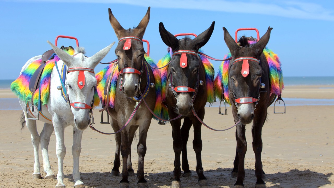 Photo of Others in North Shore