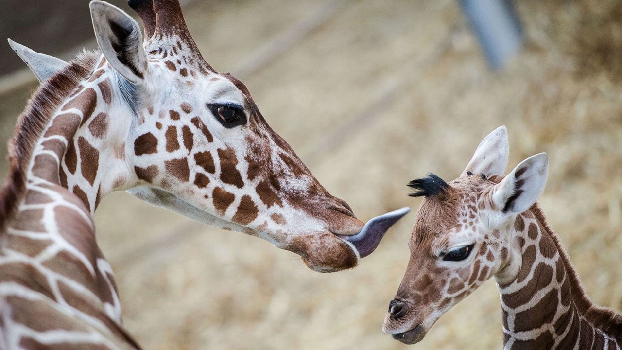 Photo of Others in North Shore