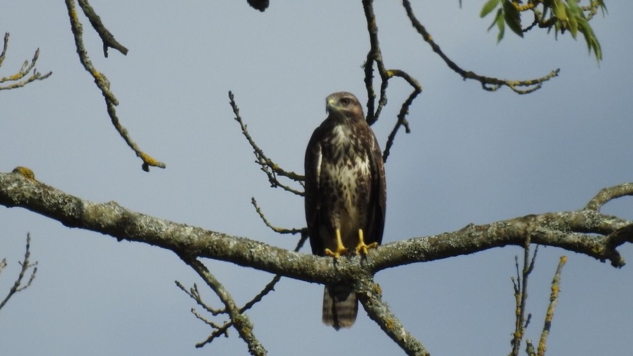 Photo of Outdoor in Hadlow Down