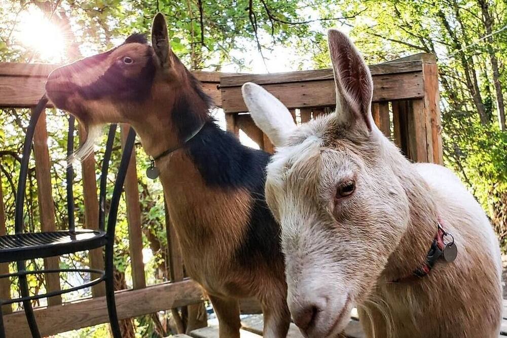 Photo of Others in South Seattle