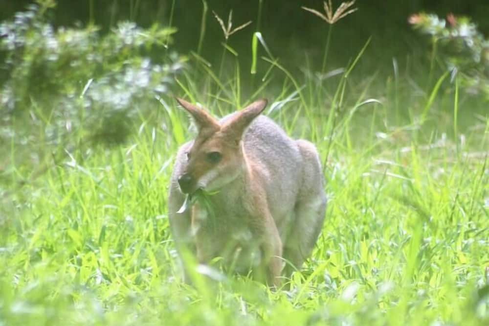 Photo of Others in Booroobin