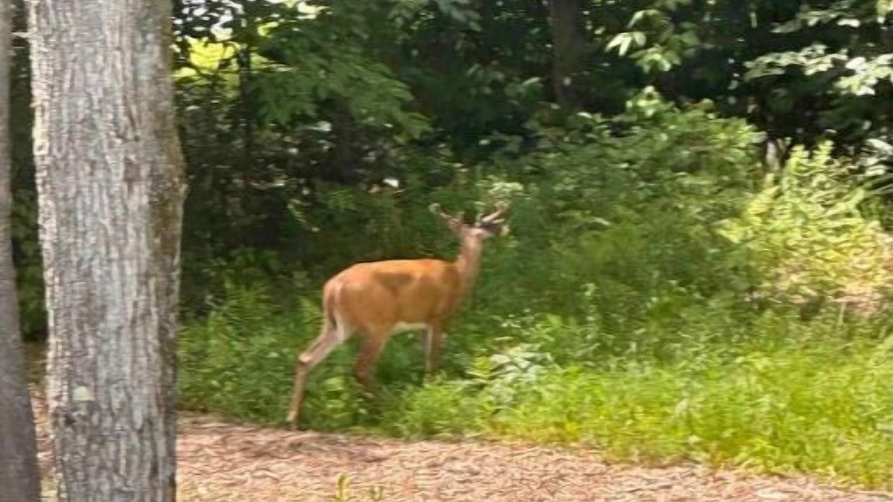 Photo of Others in Newfield