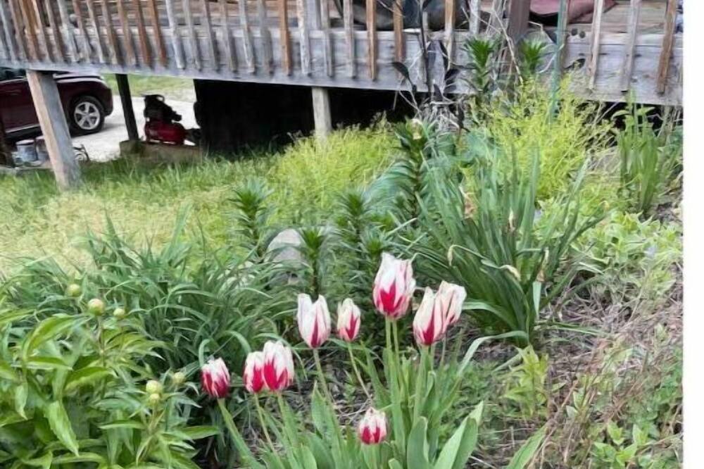 Photo of Outdoor in Leasburg