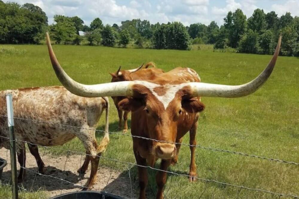 Photo of Outdoor in Kilgore